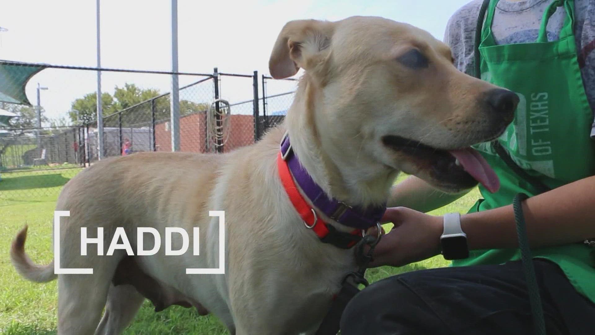 If you're in need of a furry friend, SPCA says 2-year-old Lab mix, Haddi, is up for adoption.