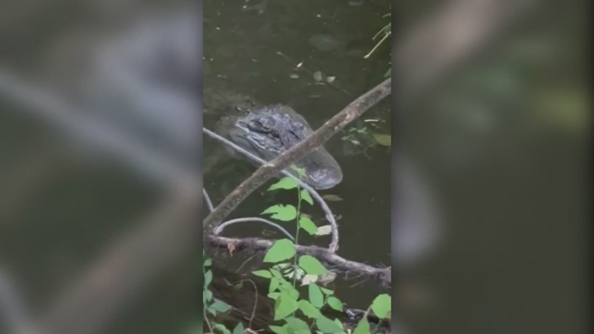 The gator was spotted in the northeast portion of Coppell, Texas. City officials are telling residents to not swim, fish or enter the water near Denton Creek.