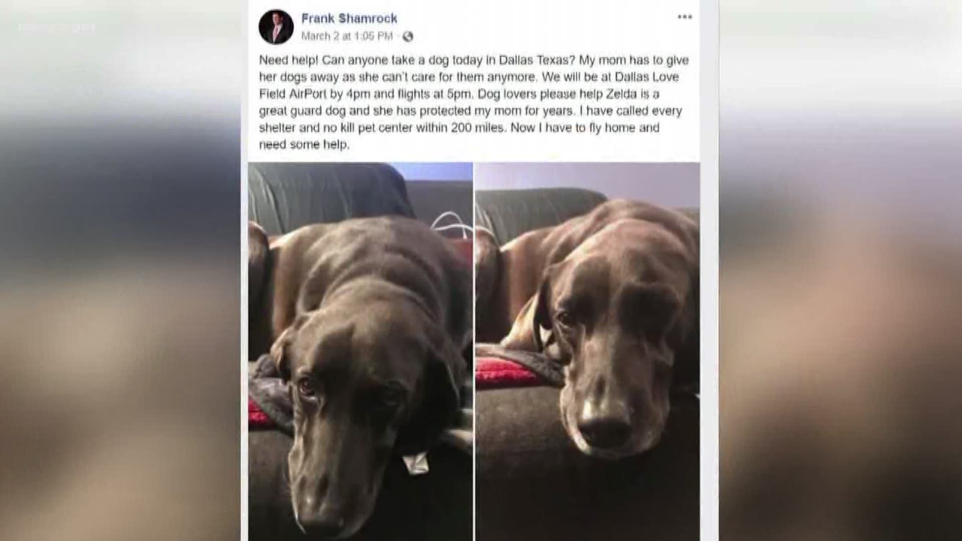 Former UFC Champ Frank Shamrock is under investigation for tying up a dog in back of truck and leaving it at airport.