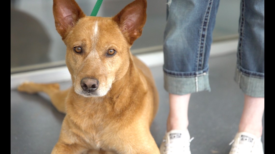 Humane society of north texas at full capacity wfaa