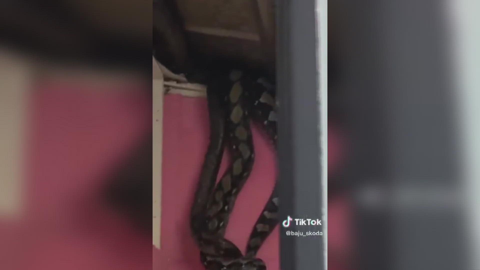 A video with three pythons - all over 10 feet long - has been viewed millions of times online.