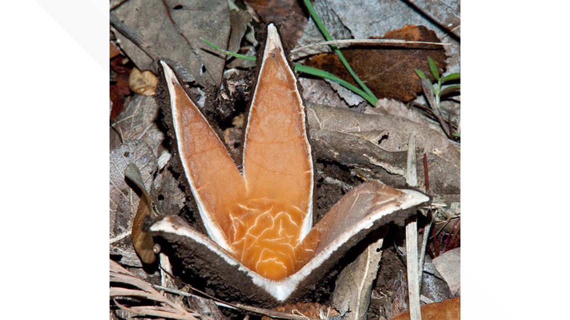 Texas now has an official state mushroom..Yup, you read that right. Texas now has an official state mushroom..Yup, you read that right.