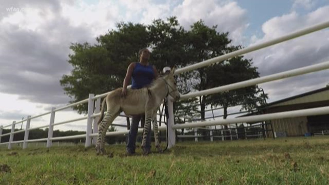 a donkey painted like a zebra meet a real 'Zonkey' living in