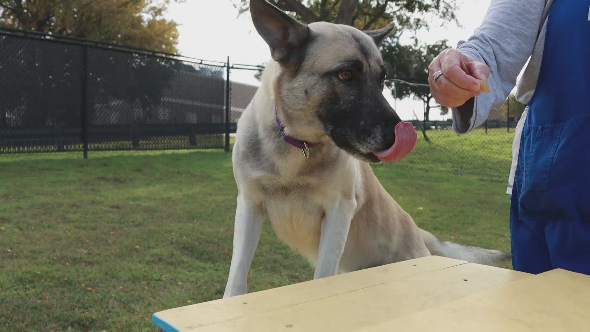 Ignacio is available for adoption through the SPCA of Texas.