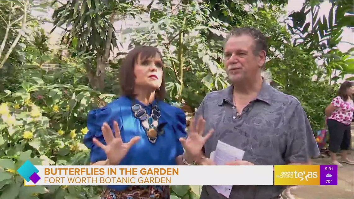 A peek at the Fort Worth Botanic Garden's "Butterflies in the Garden ...