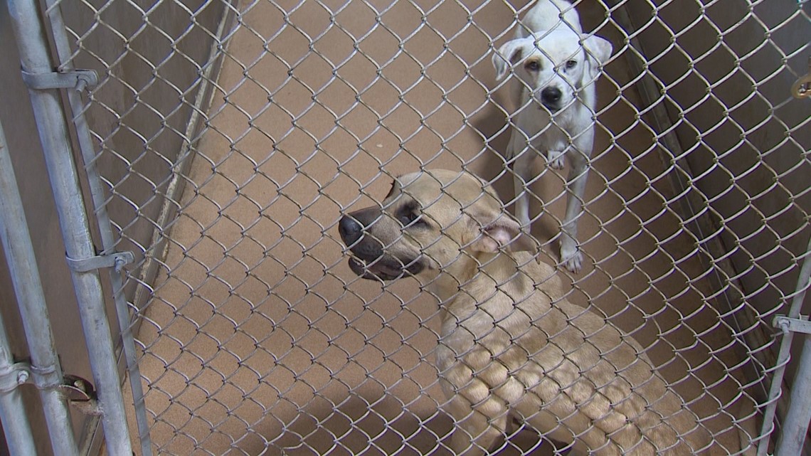 Deadly distemper outbreak at Garland animal shelter | wfaa.com