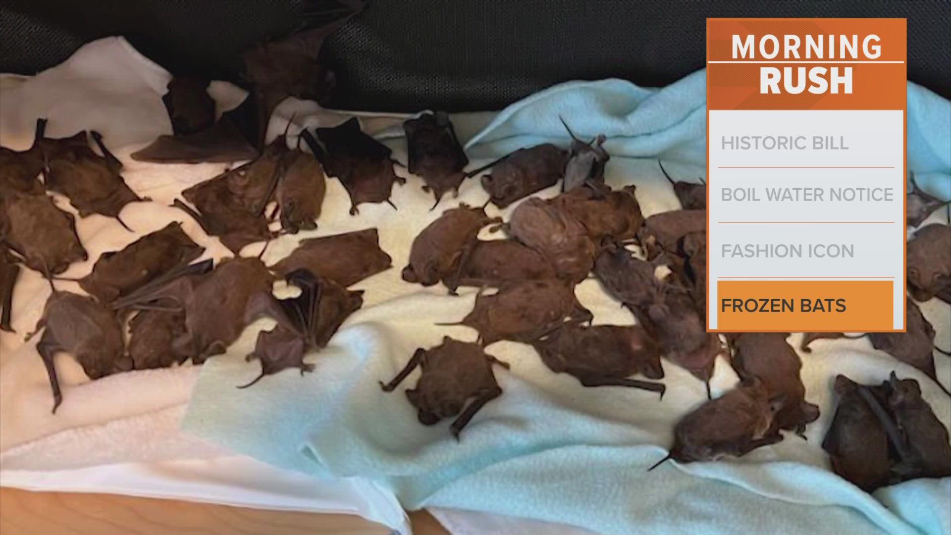 Frozen bats rescued in Houston during freeze to be released
