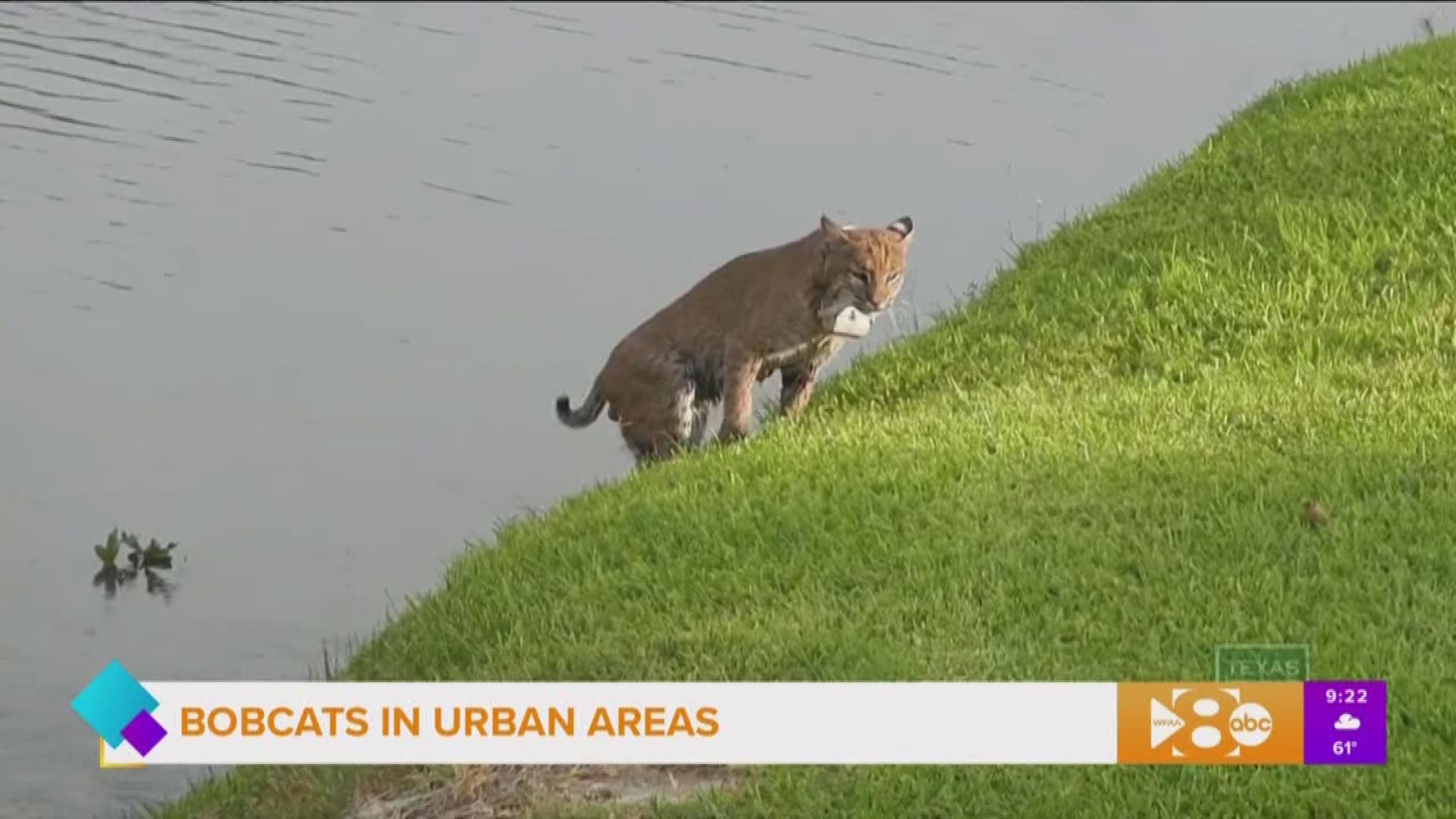 What to know about bobcat sightings in North Texas | wfaa.com