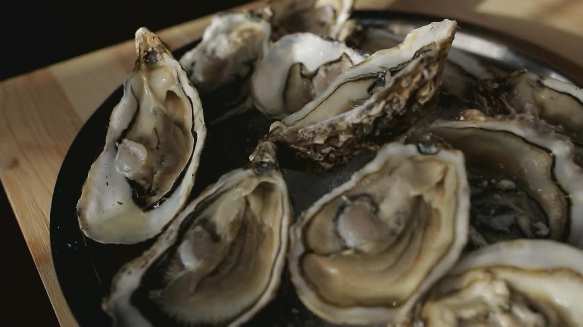 After raw oyster deaths, how can you prevent bacteria?