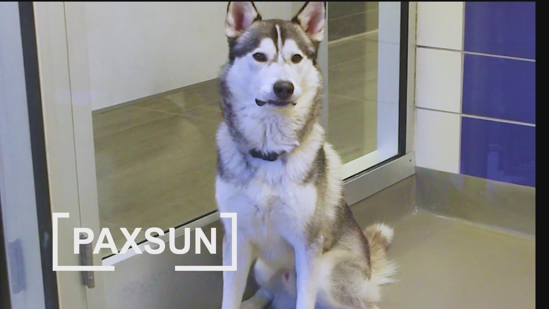 The SPCA of Texas is holding a big adoption event. Paxsun is a 1-year-old male Husky mix and is $25 to adopt.