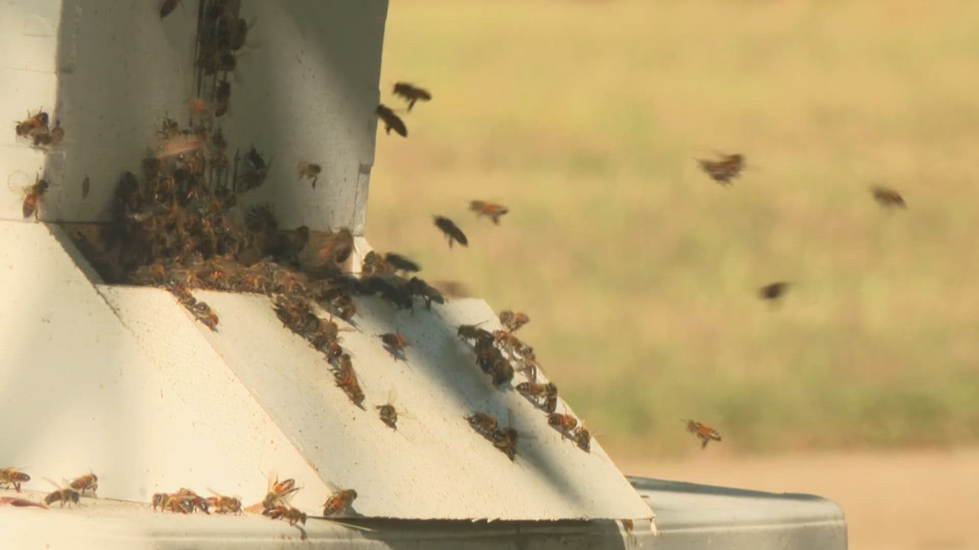 Beekeepers worked to contain multiple hives and wasp nests in the 8000 block of Cross Drive in North Richland Hills, officials say.