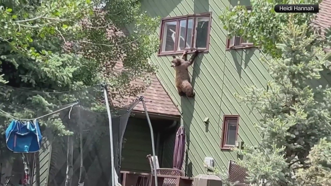 VIDEO Bear climbs secondstory window into Colorado home(01)