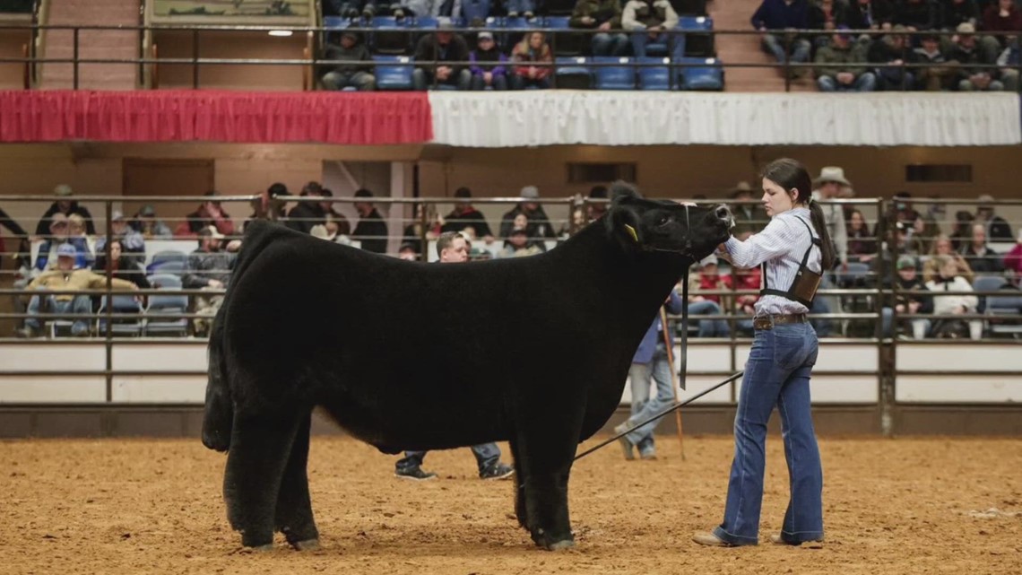 Junior Steer Show to help finish off 2024 Fort Worth Stock Stock Show