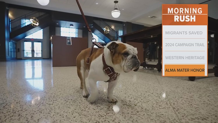 Meet Dak, Mississippi State's new live bulldog mascot
