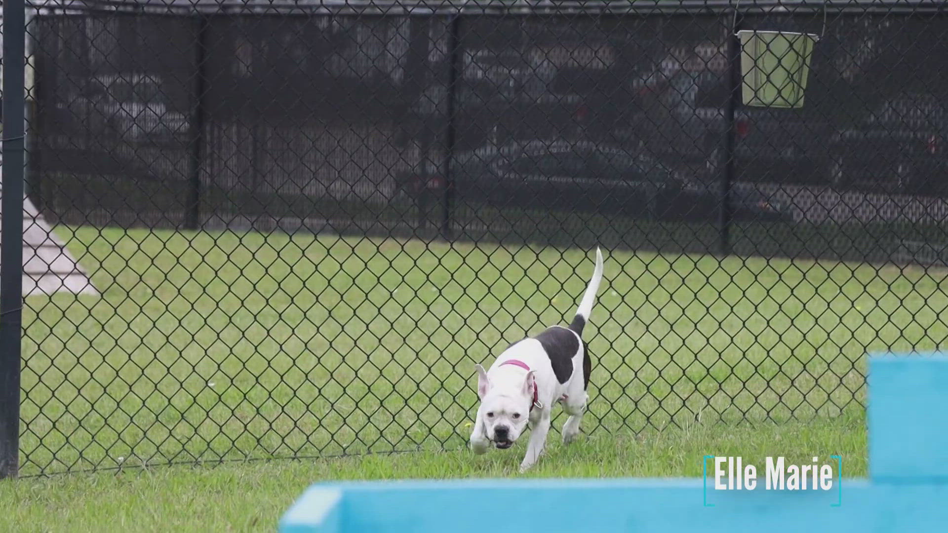Elle Marie is looking for her fur-ever home.