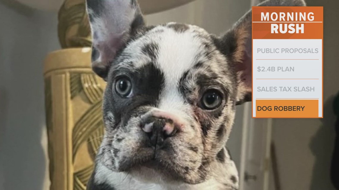 Texas police asking for help finding French Bulldog taken during robbery