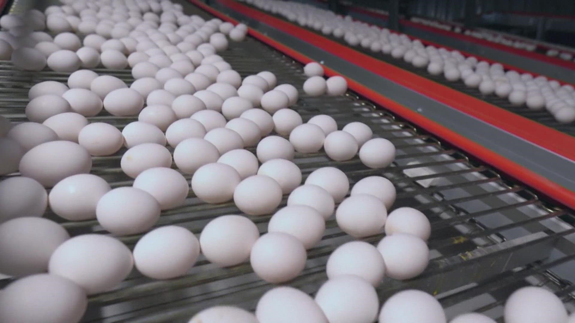 As egg prices continue soaring at local grocery stores, some shoppers are considering farm-fresh eggs as an option.