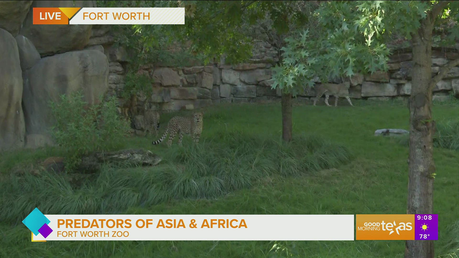 Travel through Asia and into Africa on themed pathways to discover reimagined habitats that offer enriching, naturalistic spaces for the Fort Worth Zoo’s carnivores.