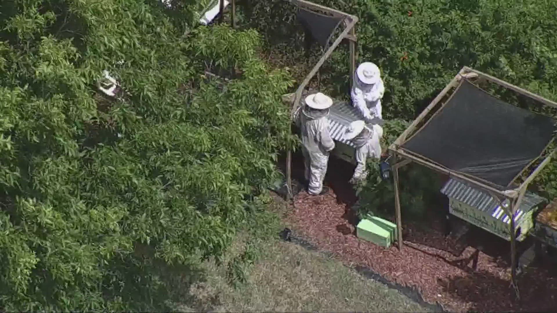 Officials believe the beekeeper was using a flammable solution to calm down his bees.