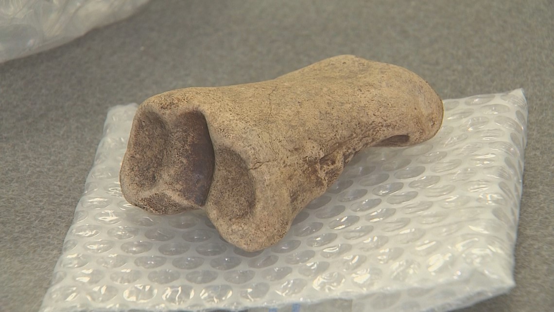 Mammoth tooth, ice age bison bones discovered at DFW | wfaa.com
