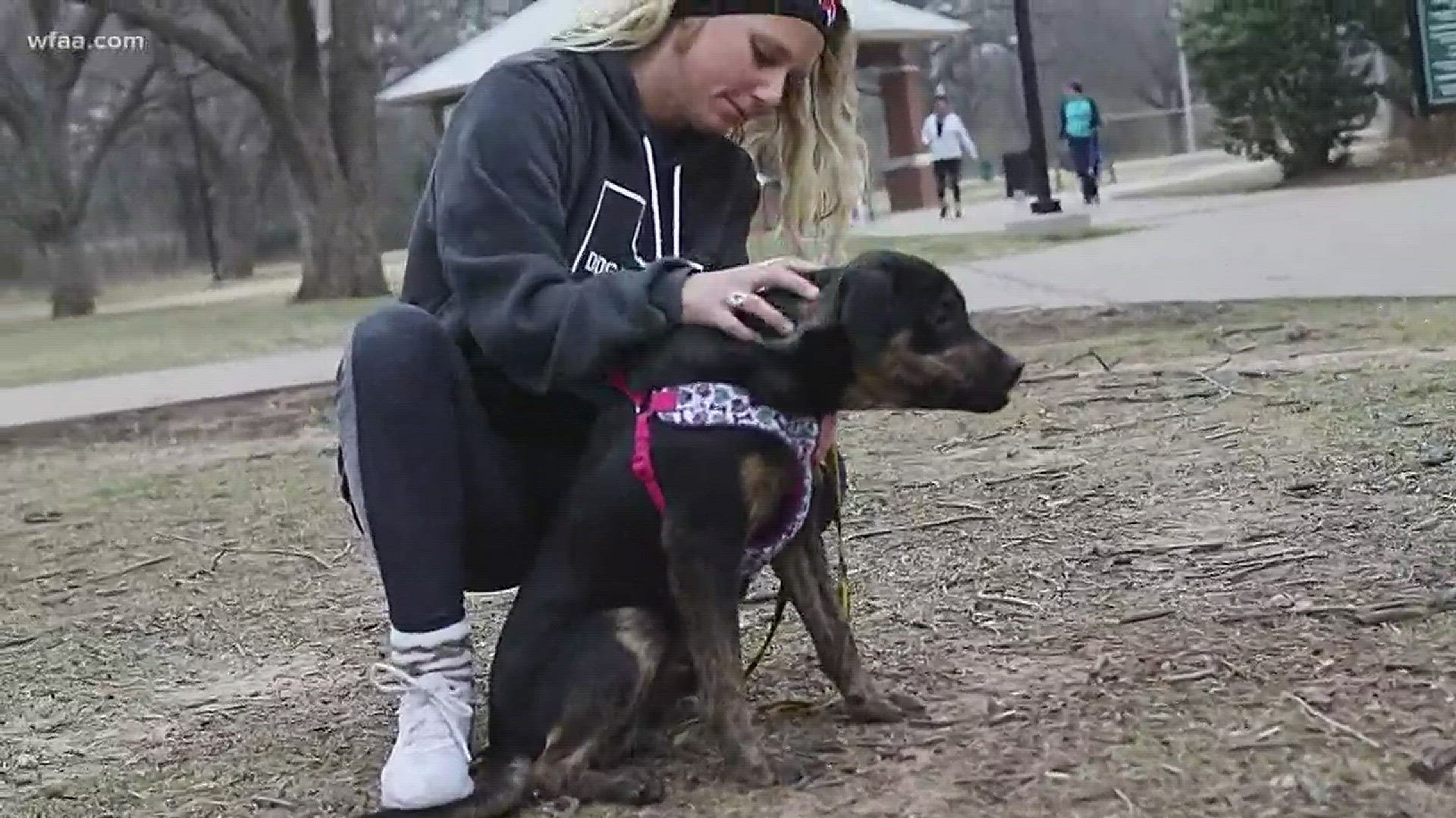 Working out program allows you to workout with shelter dogs