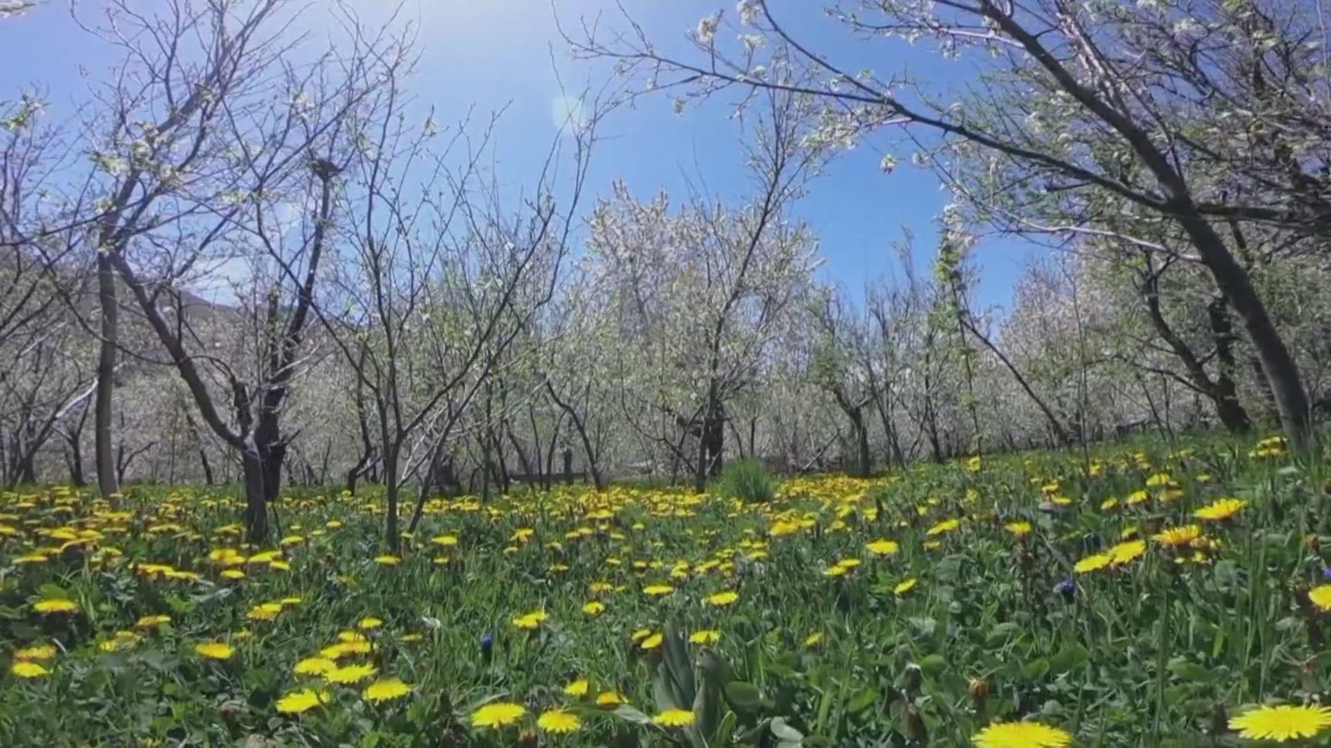 If your seasonal allergies have started up early this year, you're not the only one. Climate change is causing spring allergies to start earlier and last longer.