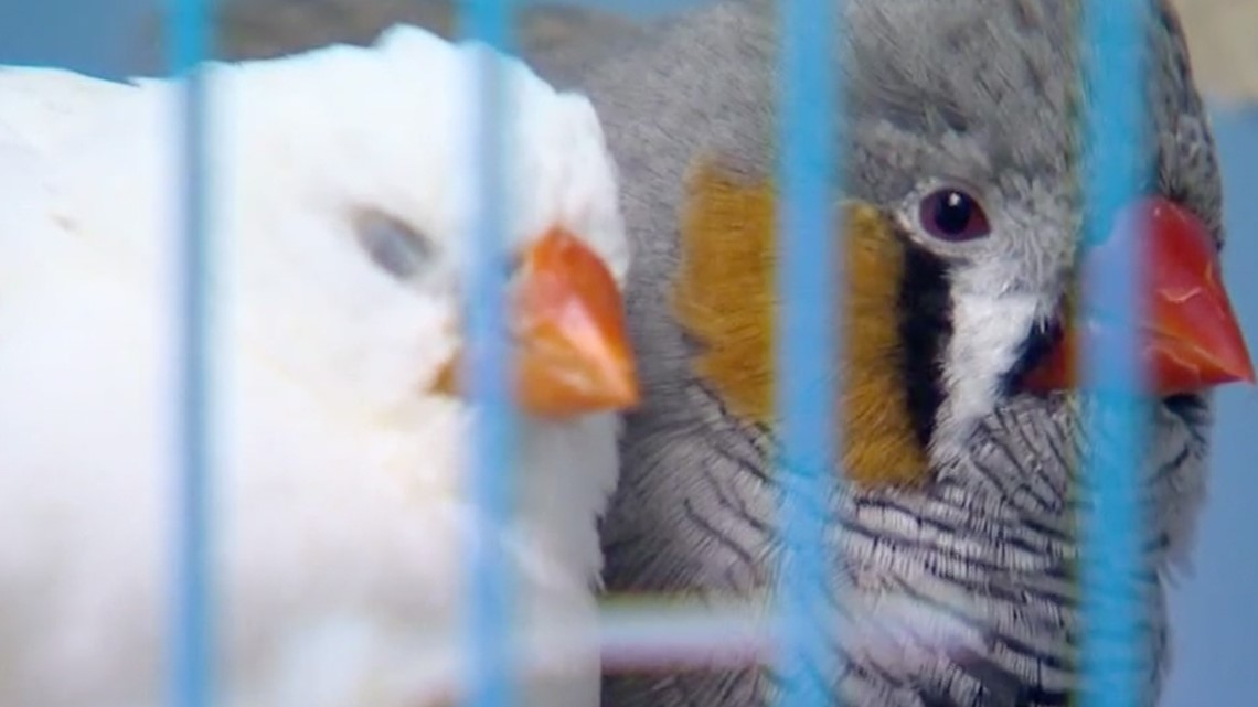 Cleburne pet store closed down, animals seized as court hearing looms ...