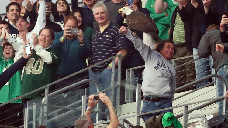 An eagle named Clark went rogue at the Cotton Bowl and started landing on  fans during the anthem - Article - Bardown