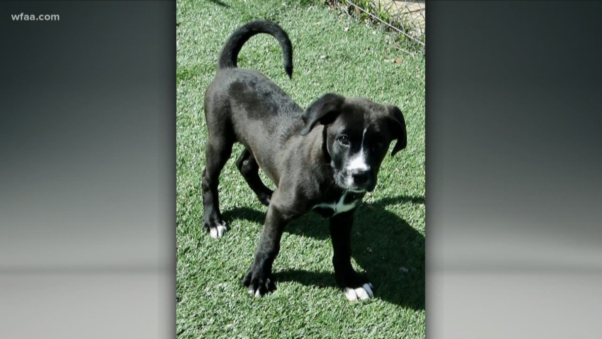 Abandoned puppy found outside Grapevine home