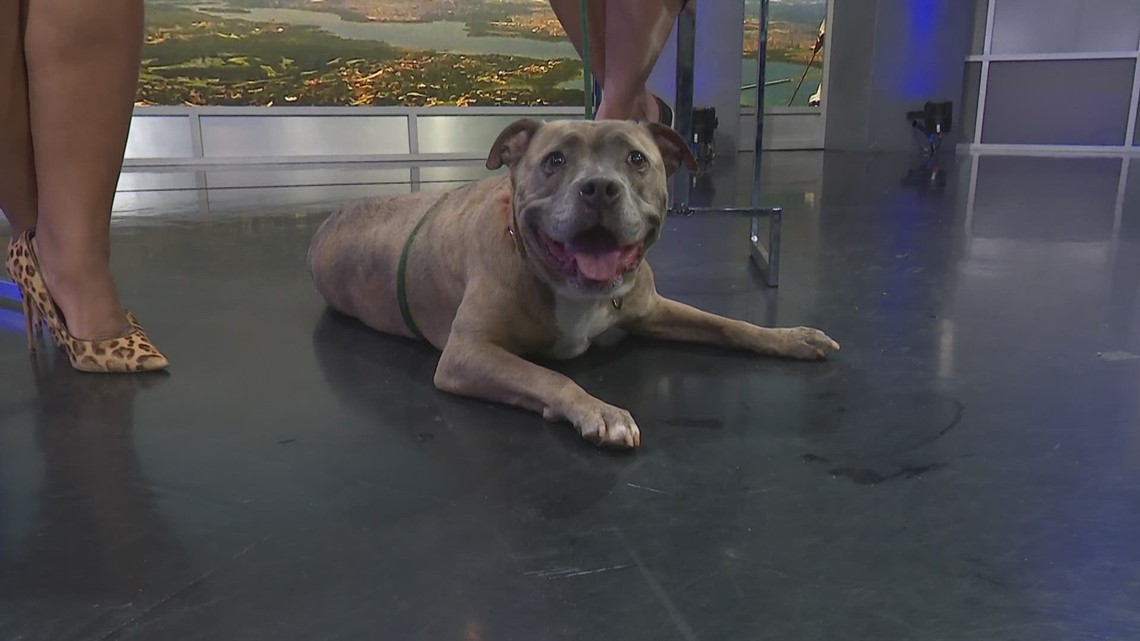 Tailwaggers Meet 6yearold Sindi + Heat safety tips for pets