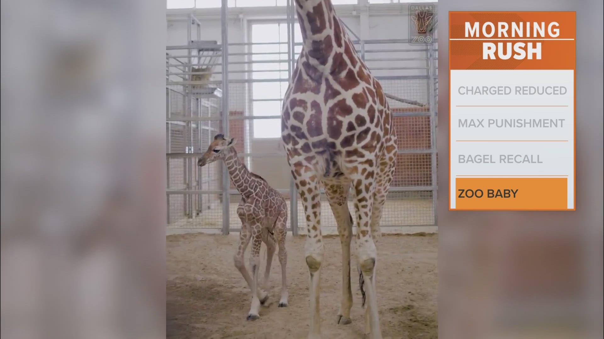 The zoo says the "little leggy boy" was born on April 1. He's 5.5 feet tall and weighs about 140 pounds.