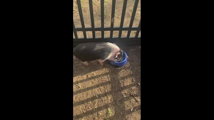 Family asks for help to reunite with pet pig