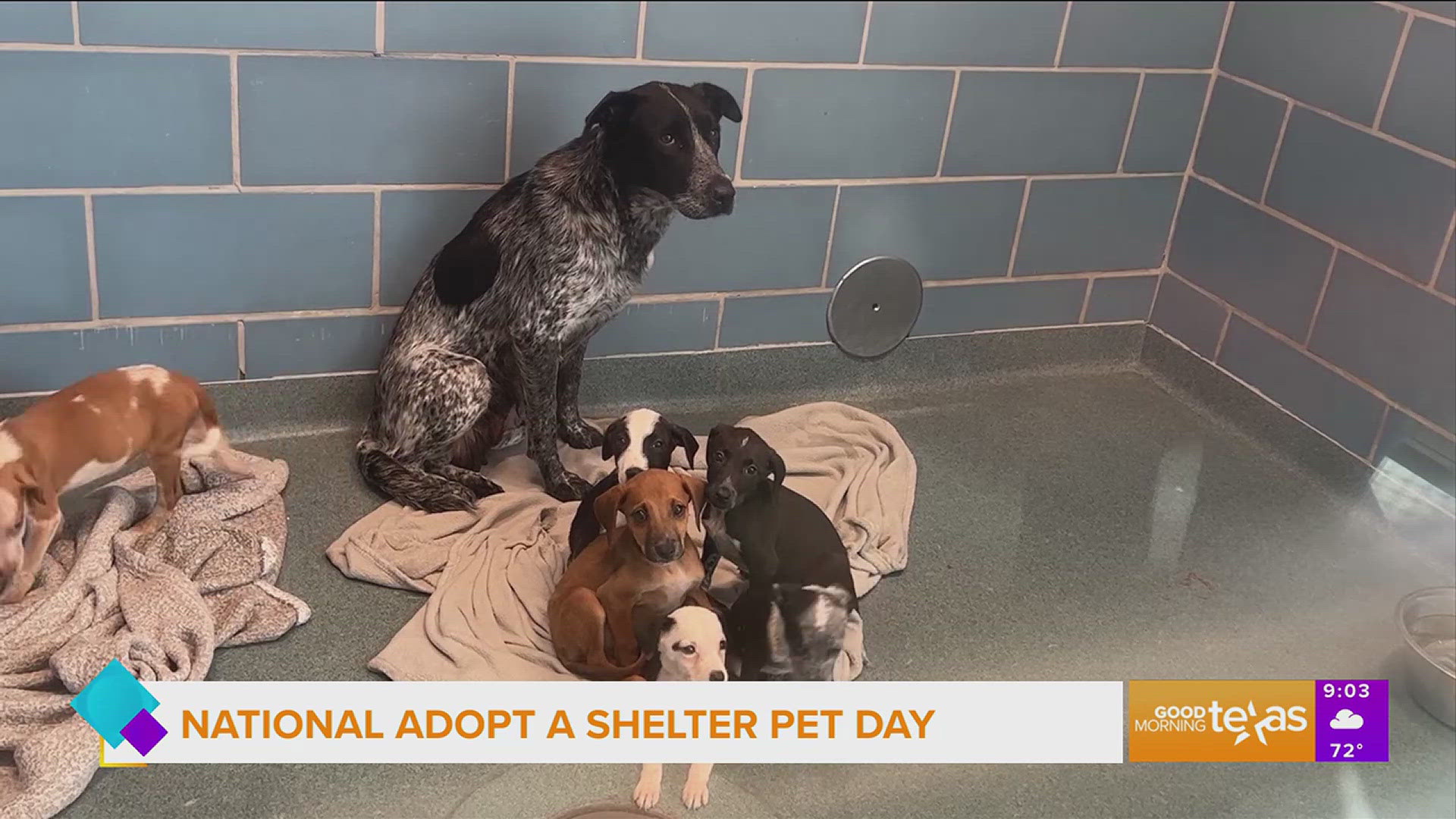 Sarah Sheek of Dallas Animal Services updates the animal shelter capacity situation and offers tips for people looking to adopt a pet.