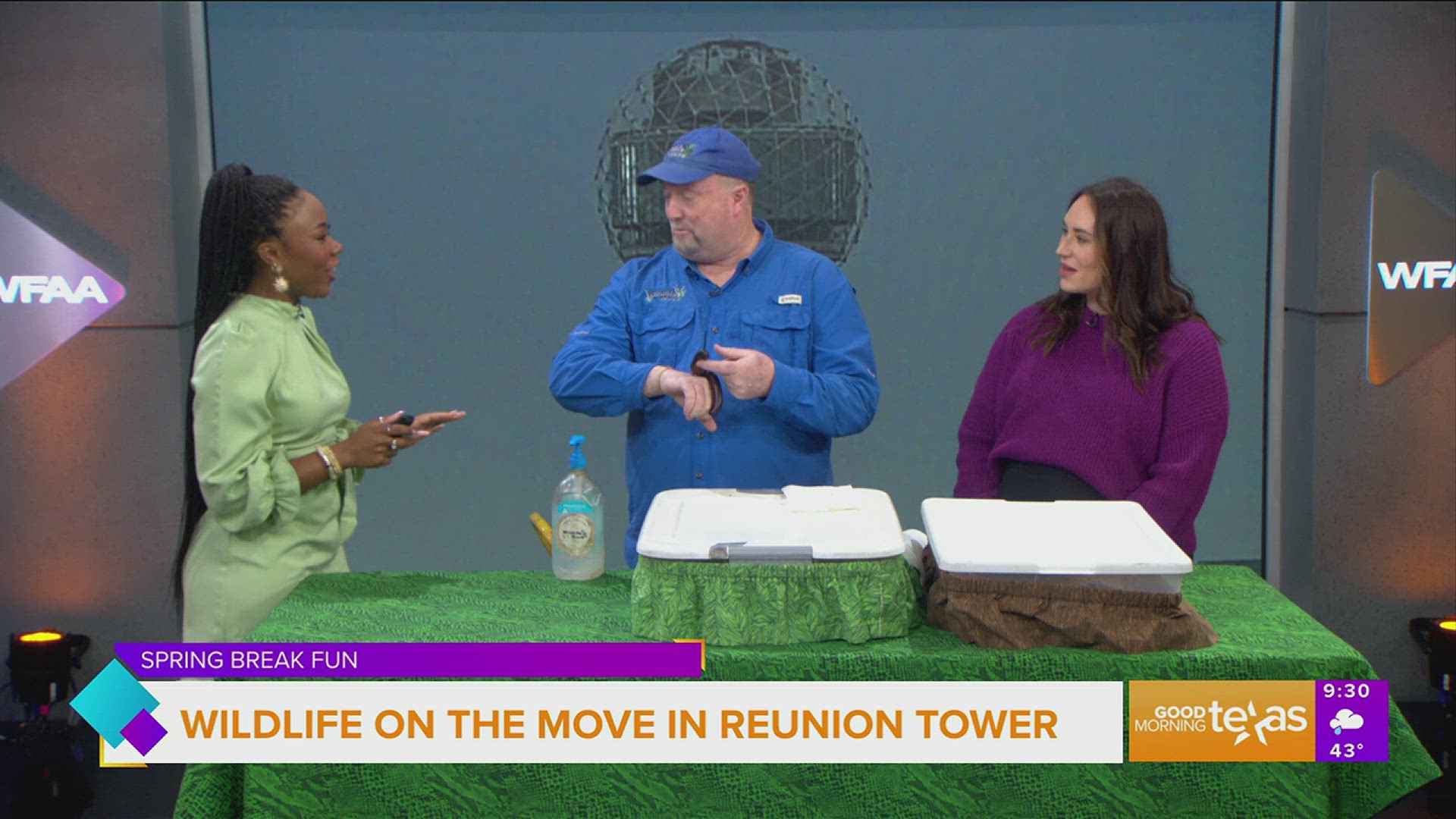 Spring break fun at Reunion Tower includes critters from Wildlife on the Move.