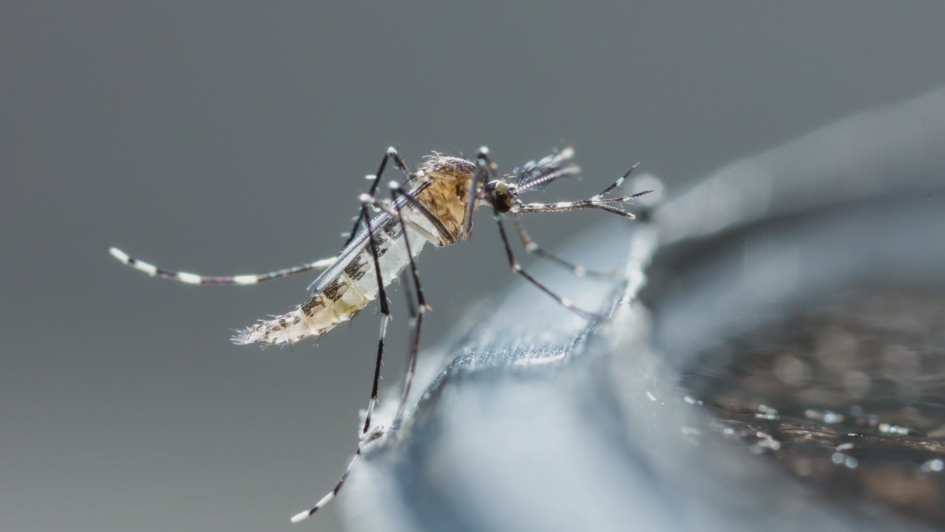Mosquitos usually become more active in the summer. 