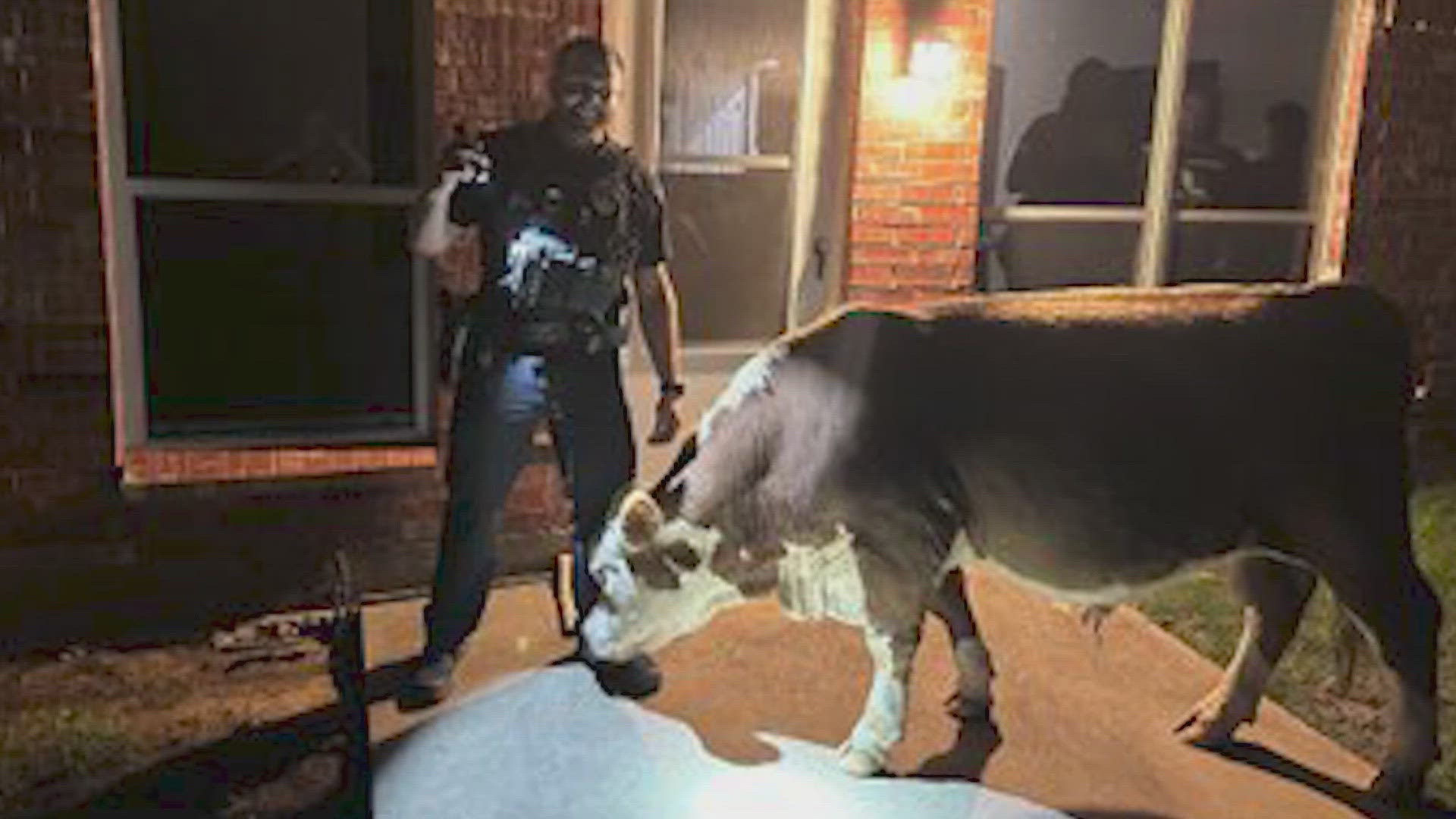 Mansfield police took the bull safely back to its pasture. It and another bull wander up to Latoya Keeling's backyard daily, where she gives them a snack.