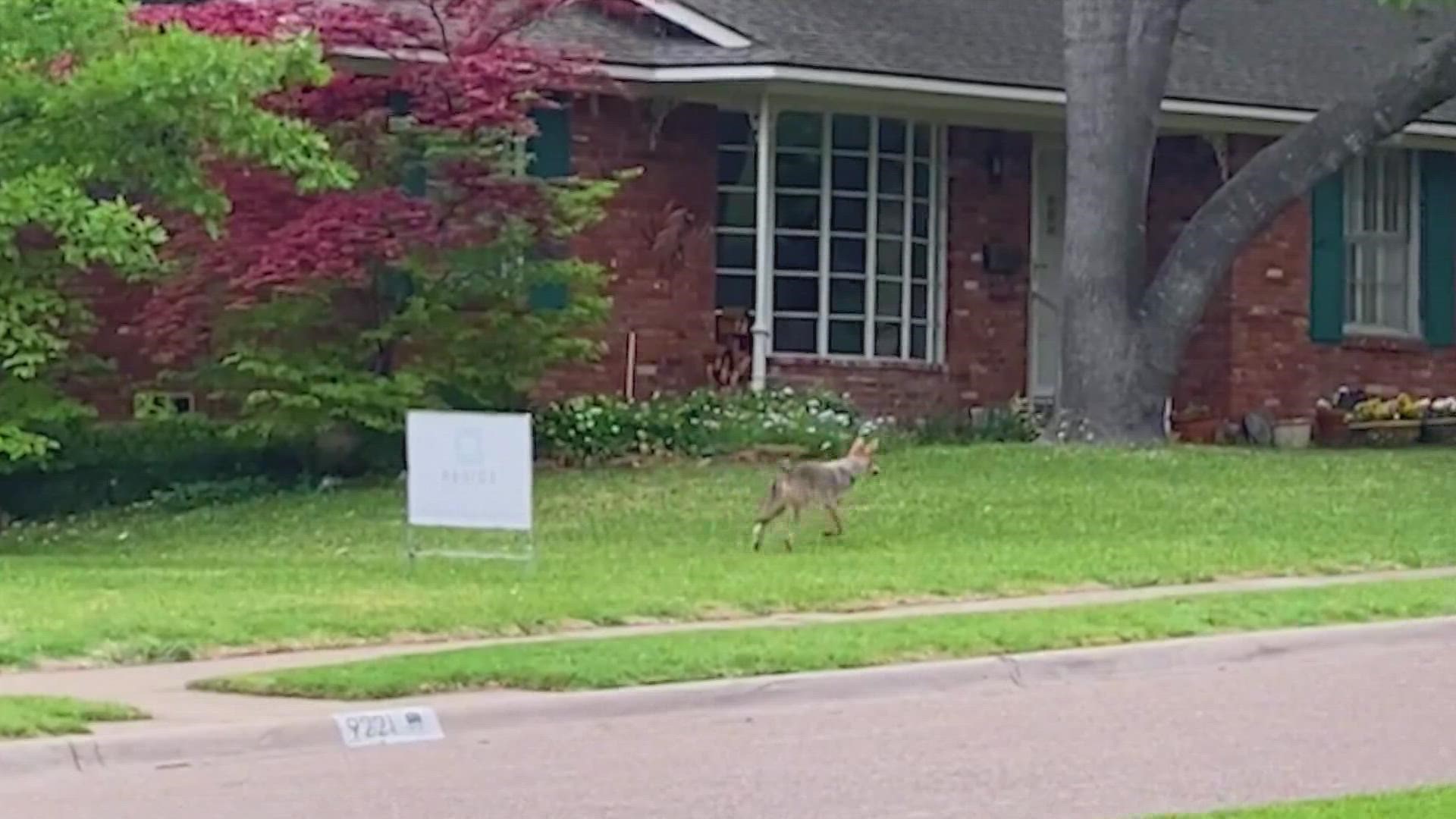 Hundreds of coyote sightings reported in Dallas. Here's how the city is