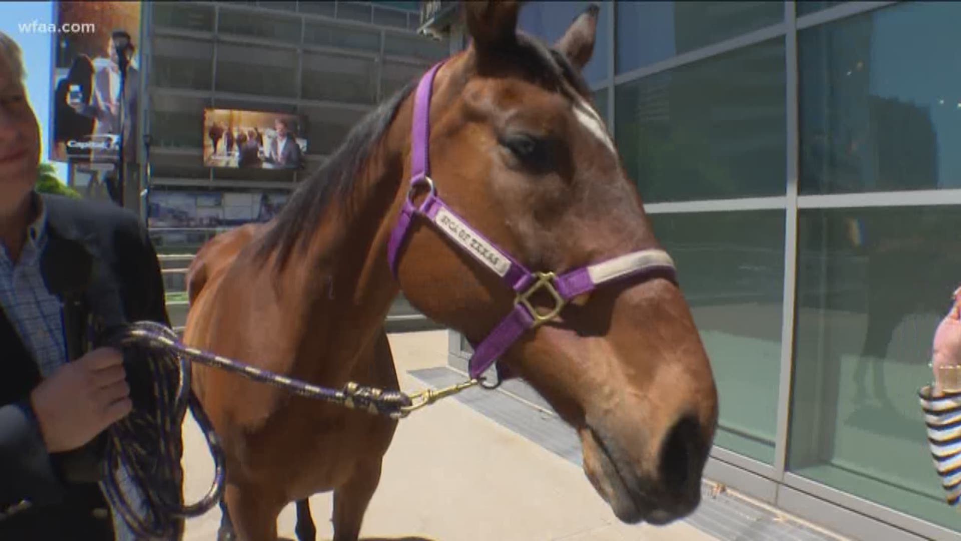 Tailwagger: Sterling the horse is up for adoption | wfaa.com