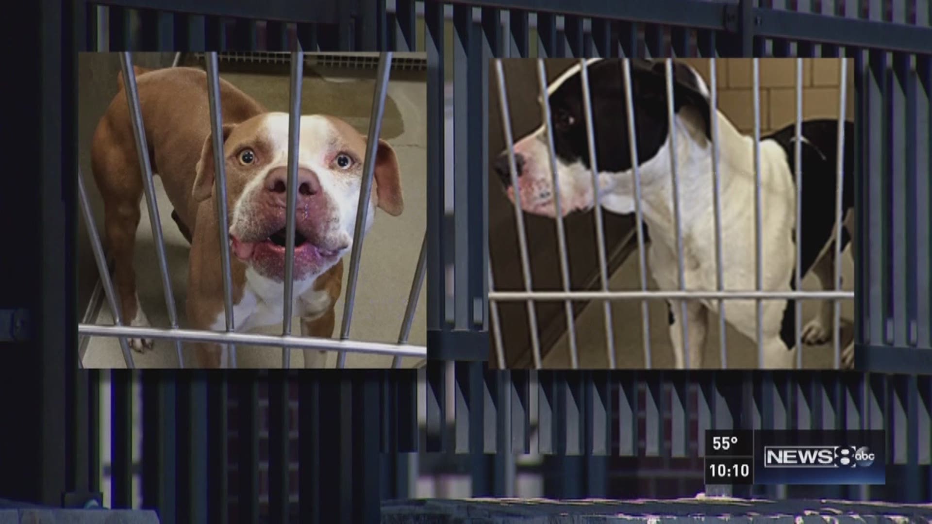 Neighbors in Mesquite are concerned about the city's response to an aggressive pair of pit bull terriers, one of which has returned home. Brett Shipp reports.