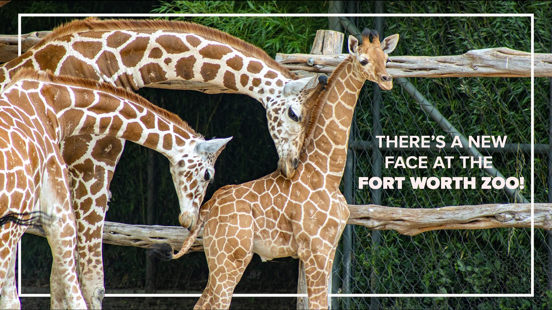 After nearly 8000 votes, the public has chosen a name for the newest giraffe at the Fort Worth Zoo. Meet Lucchese!