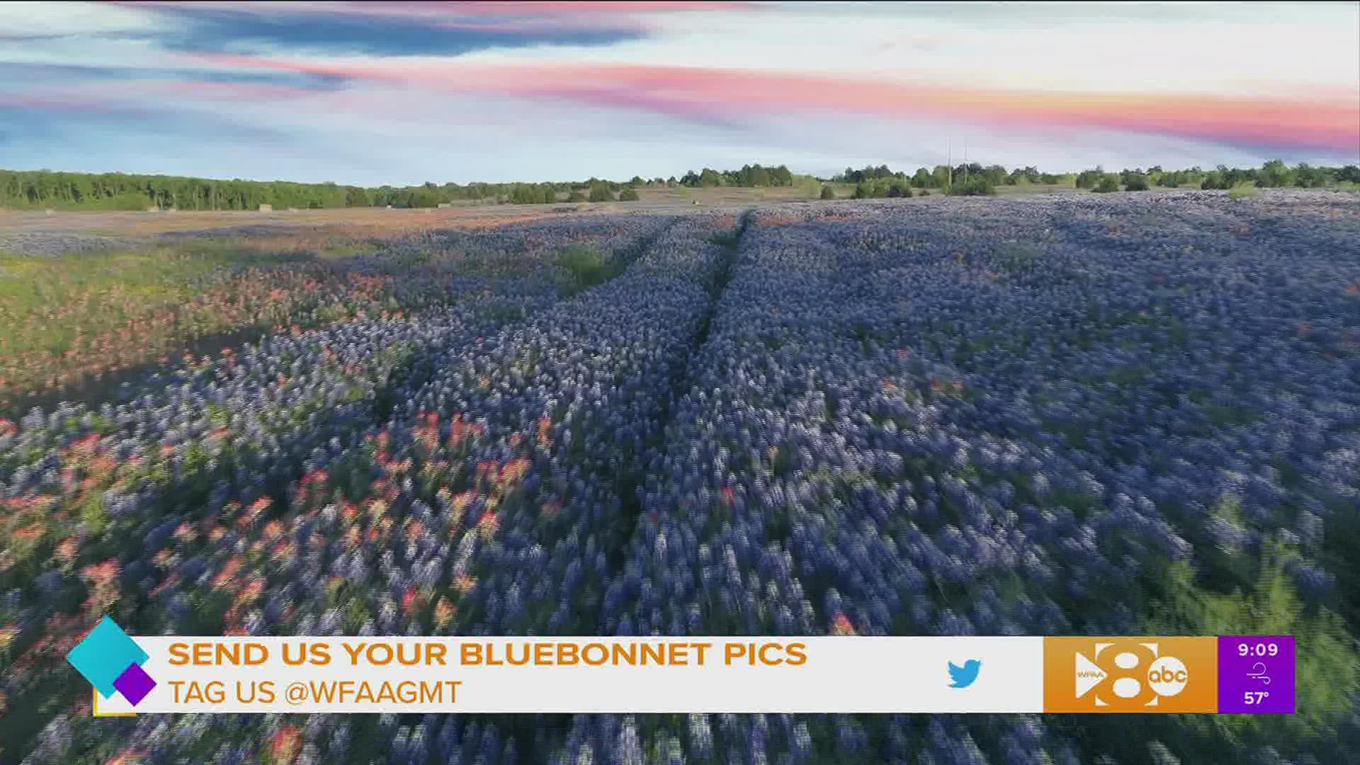 Celebrate at the 70th annual Ennis Bluebonnet Trails Festival this spring with, music, food and over 40 miles of trails of bluebonnets.