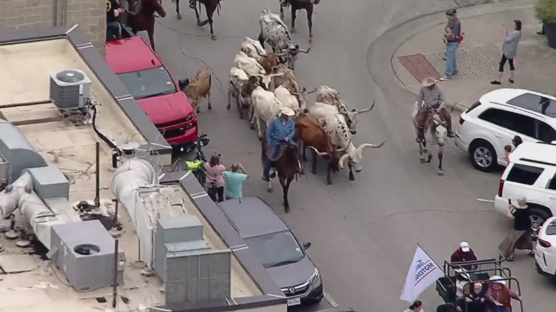 The famous Fort Worth Herd is looking for full- and part-time drovers to re-enact historic cattle drives through the Stockyards.