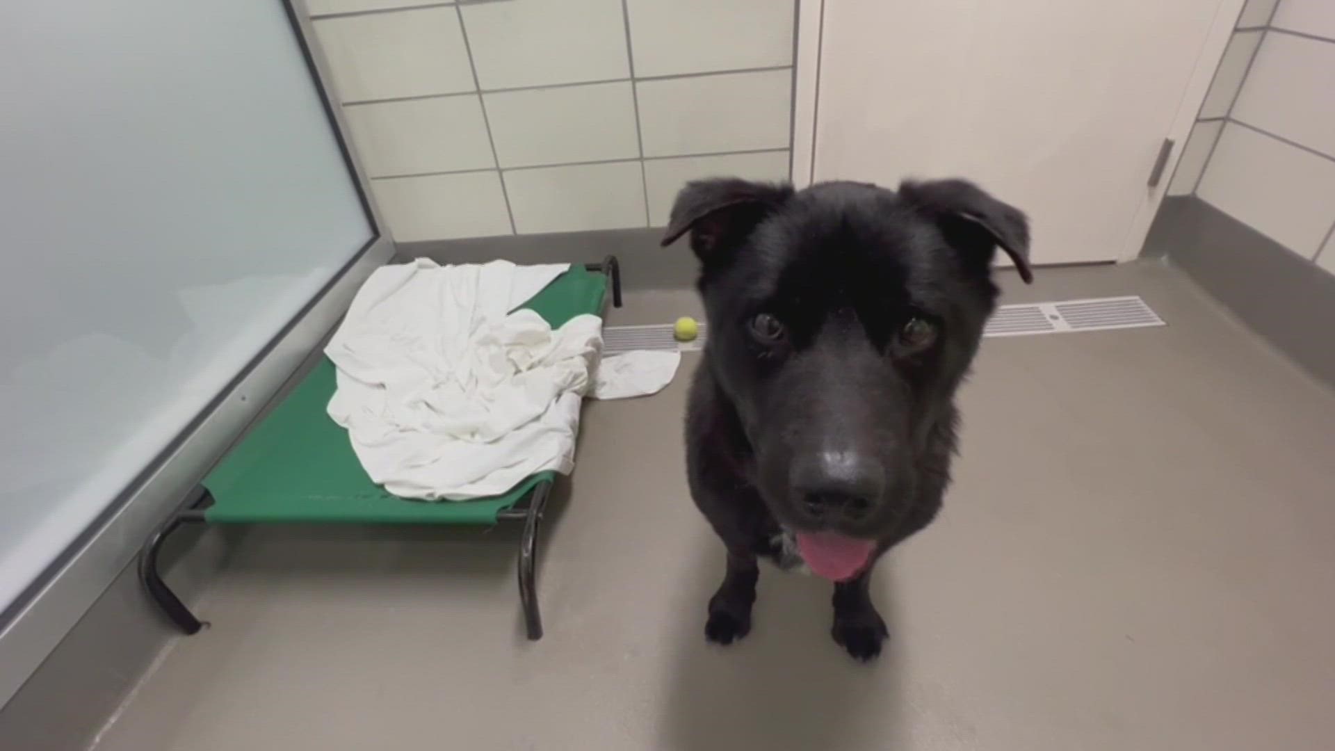 Meet this week's pup from SPCA!