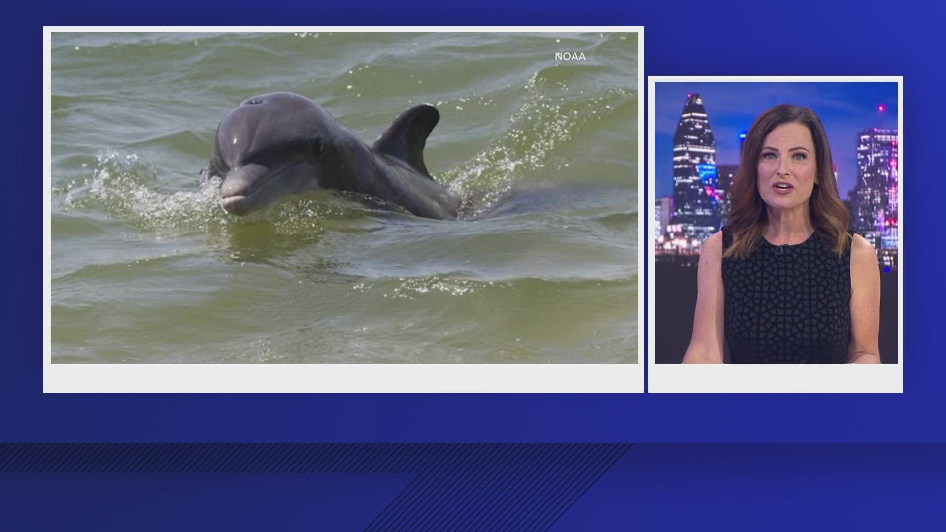 Another Dolphin in Twitter trouble - ABC7 San Francisco