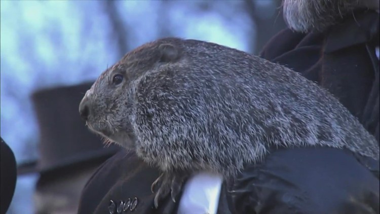 Groundhog Day 2023: What other animals  are predicting the weather?