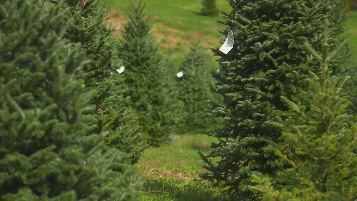 Christmas tree prices are up 5 to 15 percent, according to an industry