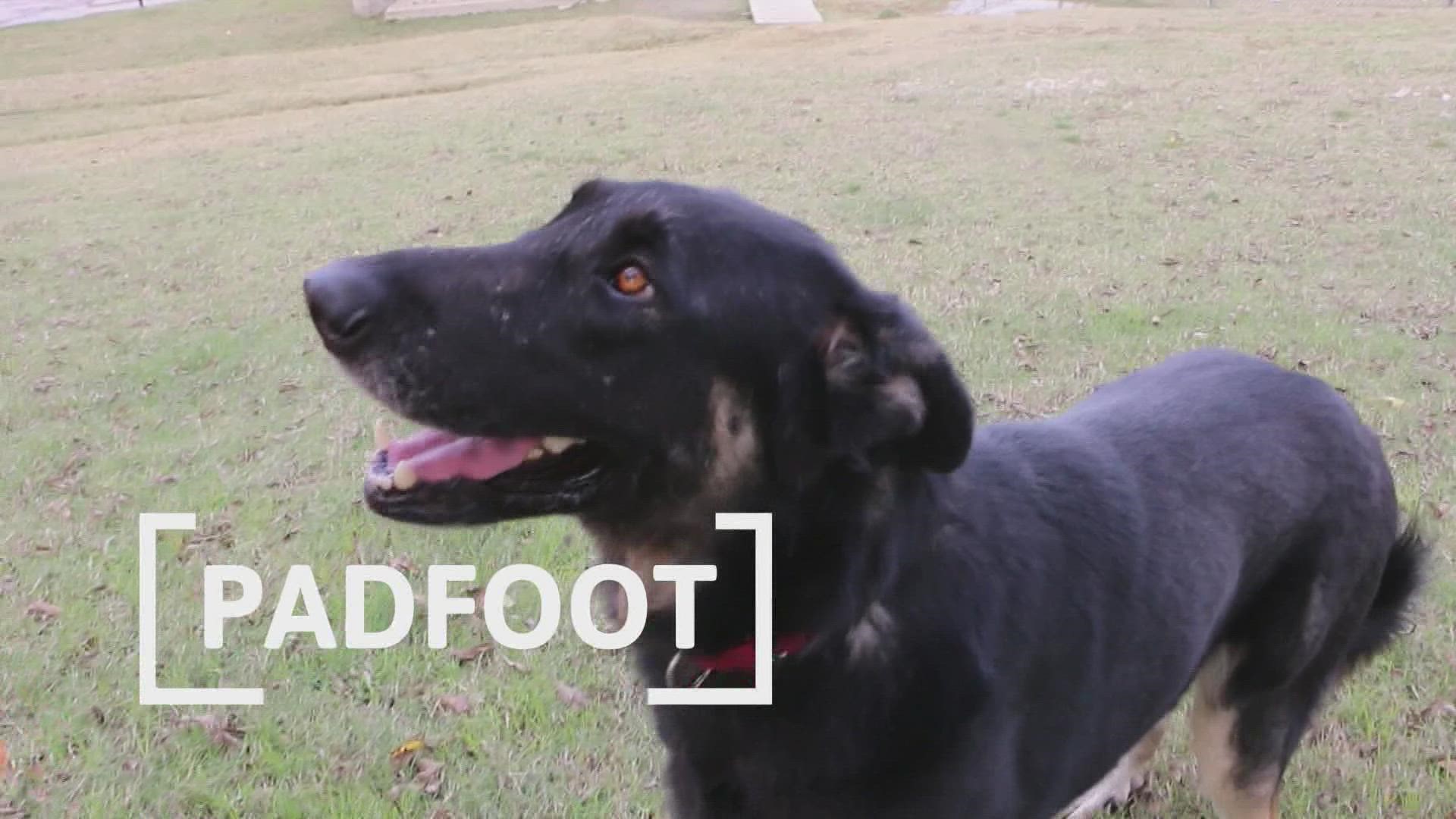 Padfoot is looking for her fur-ever home!