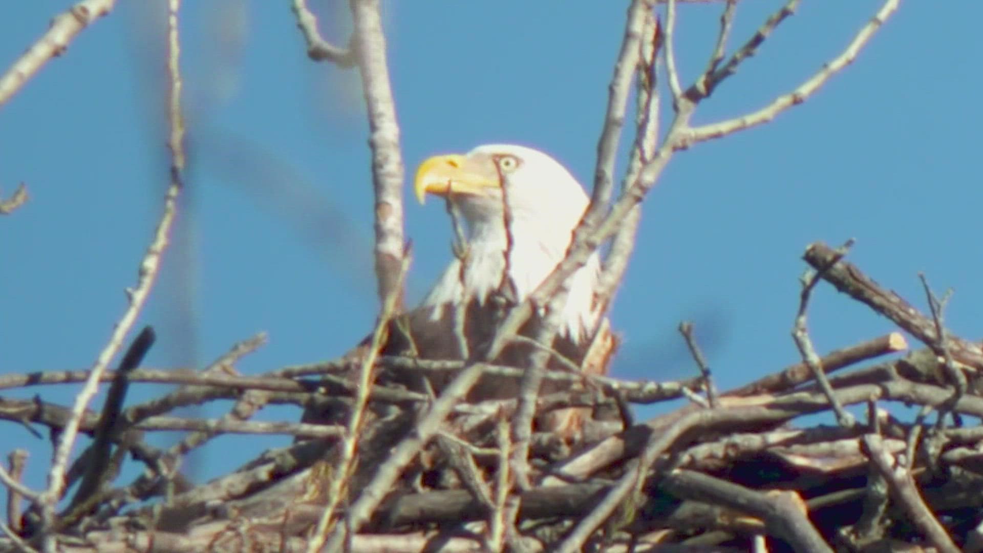 The eagles have been spotted near the lake since late 2020, and their nest is in a pretty busy part of the area.