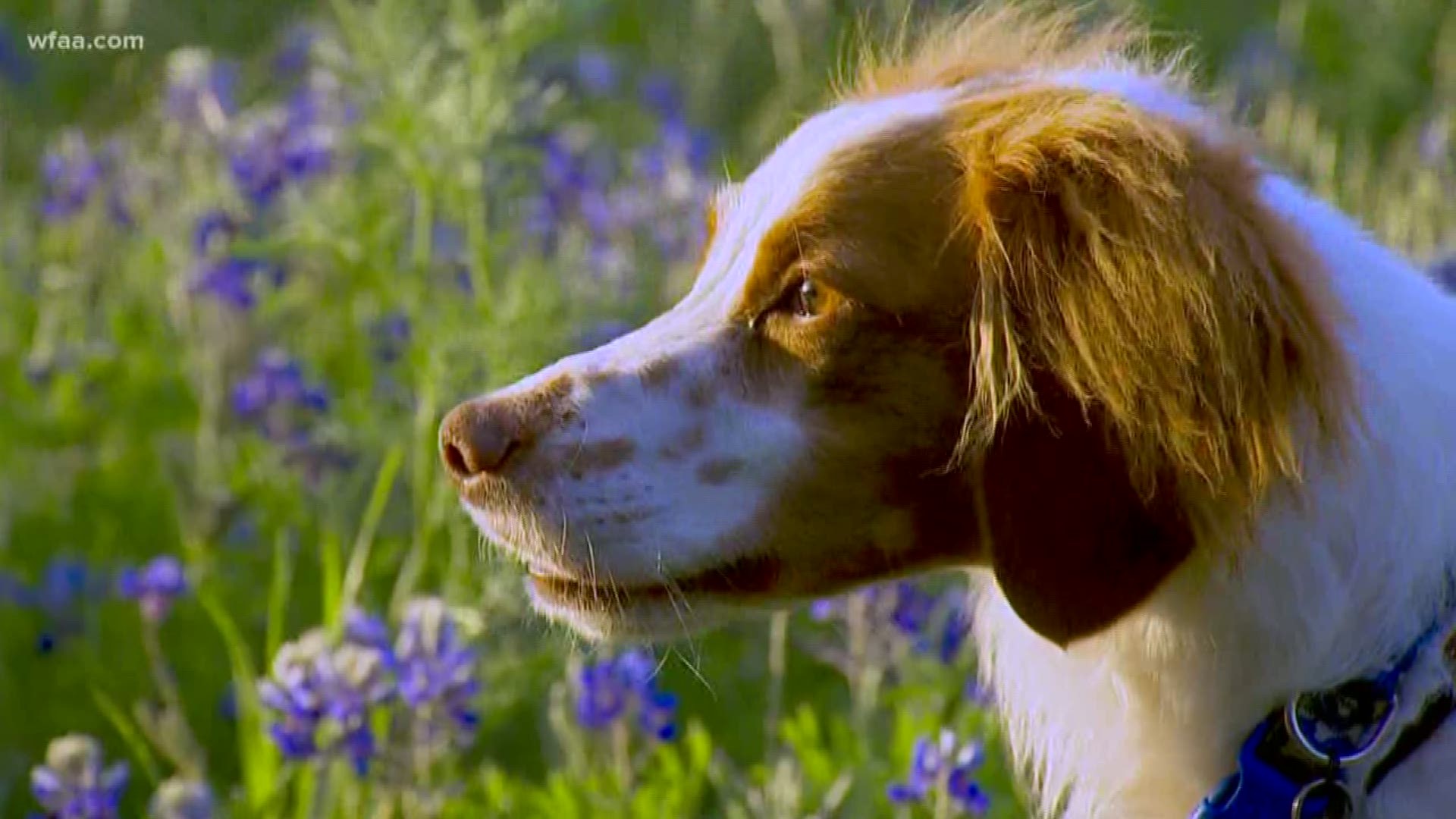 It's definitely a Texas thing!  WFAA spends a day with photographer Jenna Regan and she snaps the perfect shot of man's best friend in the beautiful bluebonnets!