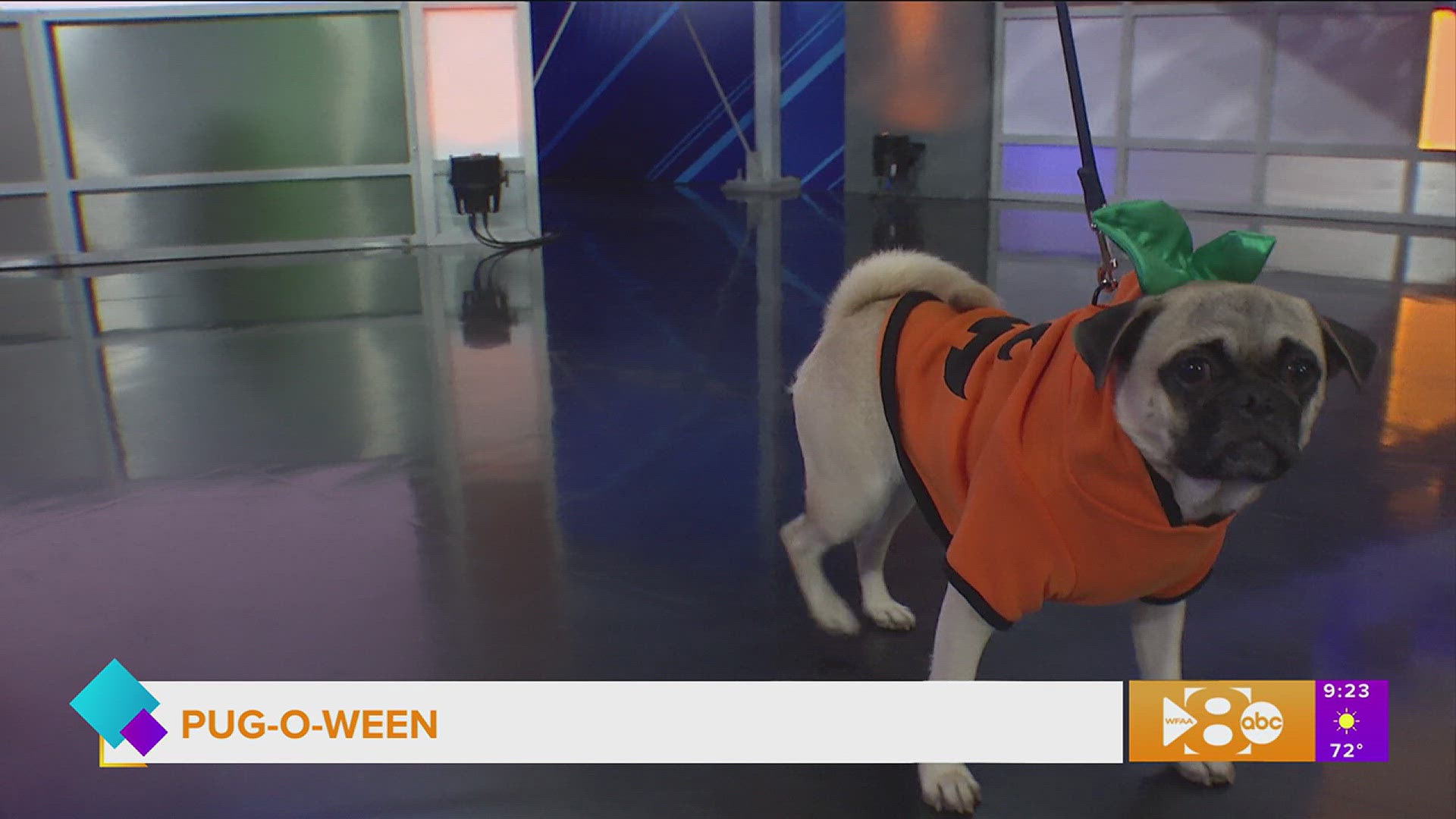 DFW Pug Rescue joins us with a preview of their 28th annual Pug-O-Ween event.